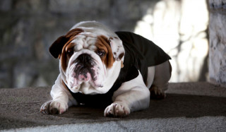 Hăinuță pentru câine Croci Buldog Military | verde č.2