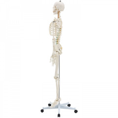 Model schelet anatomic uman pentru studiu, cu poster | 181,5 cm č.3