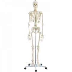 Model schelet anatomic uman pentru studiu, cu poster | 181,5 cm č.2