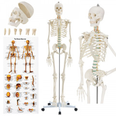 Model schelet anatomic uman pentru studiu, cu poster | 181,5 cm