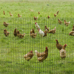 Gard din sârmă pentru animale | verde închis č.1